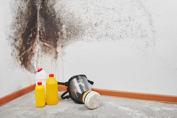 Best Mold Damage Repair  in Winfield, WV