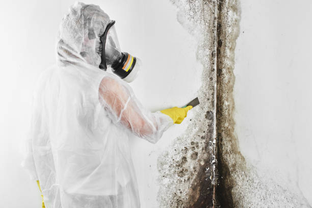Best Mold Remediation  in Winfield, WV