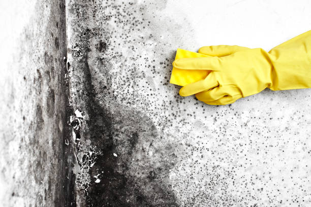Best Attic Mold Removal  in Winfield, WV