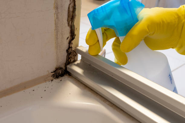 Best Affordable Mold Removal  in Winfield, WV
