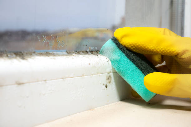 Best Same-Day Mold Removal  in Winfield, WV