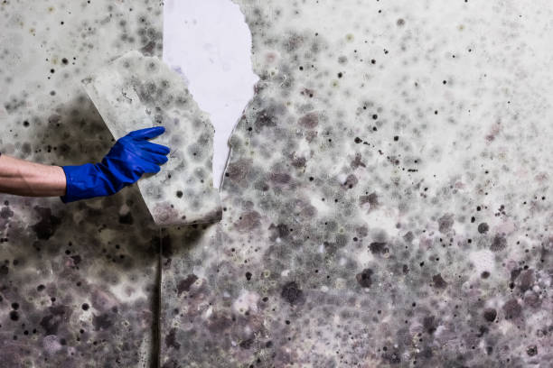 Best Water Damage Restoration  in Winfield, WV