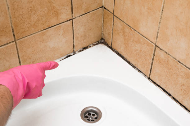 Best Professional Mold Removal  in Winfield, WV