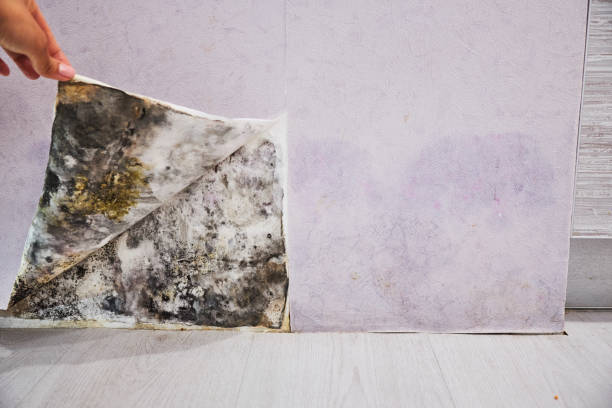 Best Office Mold Removal Services  in Winfield, WV